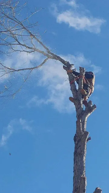 work photo from justjayntreeservicenh.com