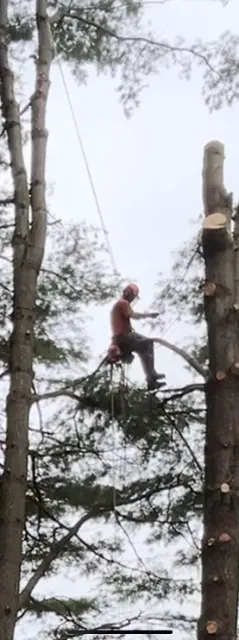 Pine
