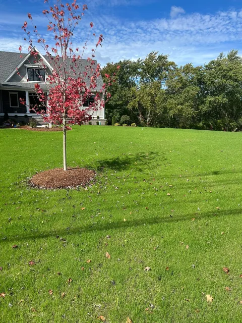 Small red-leafed tree in a grassy yard beside a house, with a flower bed at its base.