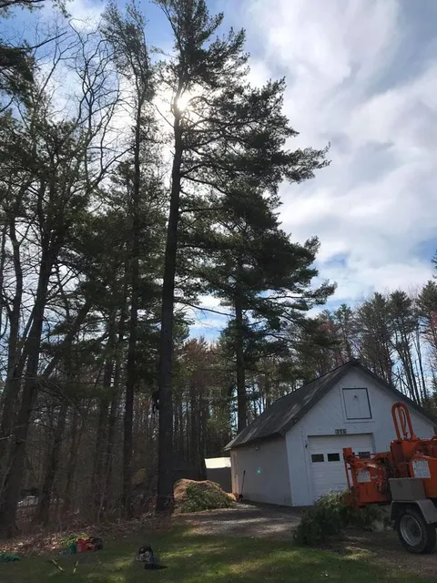 work photo from tidewatertreecare.com
