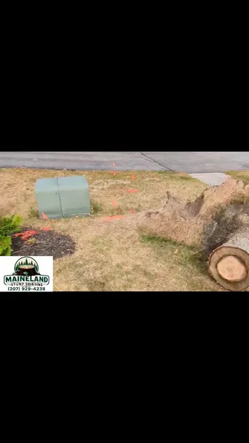 We're seeing a lot of uprooted stumps in the South Portland and Cape Elizabeth areas. Maineland Stump Grinding has the equipment to handle those jobs.
#mainelandstumpgrinding #stumps #stumpsgone #stumpgrinding #stump #stumpremoval #stumpgrindingmaine