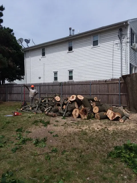 Carrier Tree Service, LLC work photo