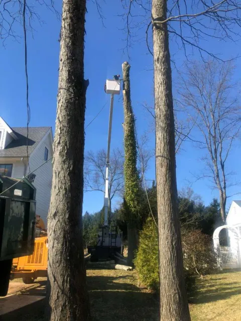 work photo from mjtreeservicesllc.com