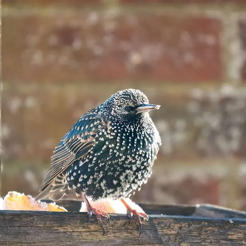 Starling perched on feeder, brick background.
