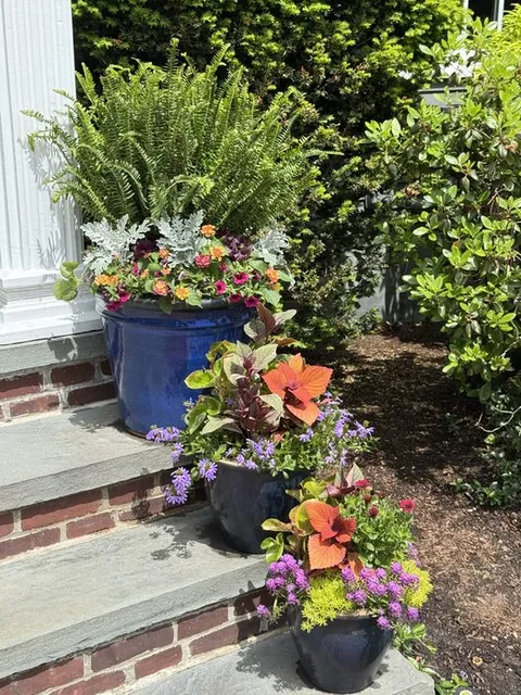 Blue glazed containers with Fern, Coleus, Lantana, and Dusty Miller along a brick walkway
