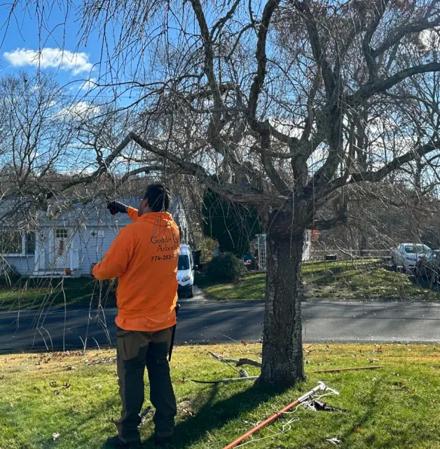 Geddis Arborists LLC work photo