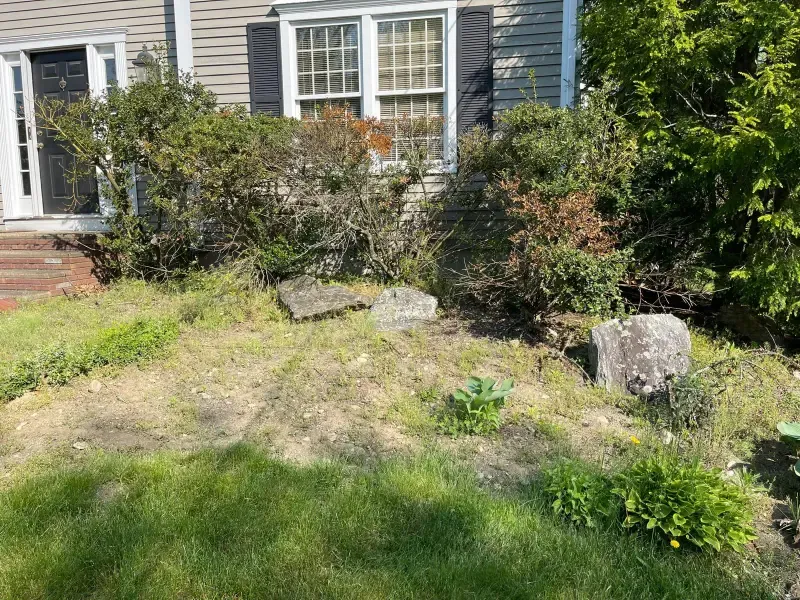 Before - lawn 2