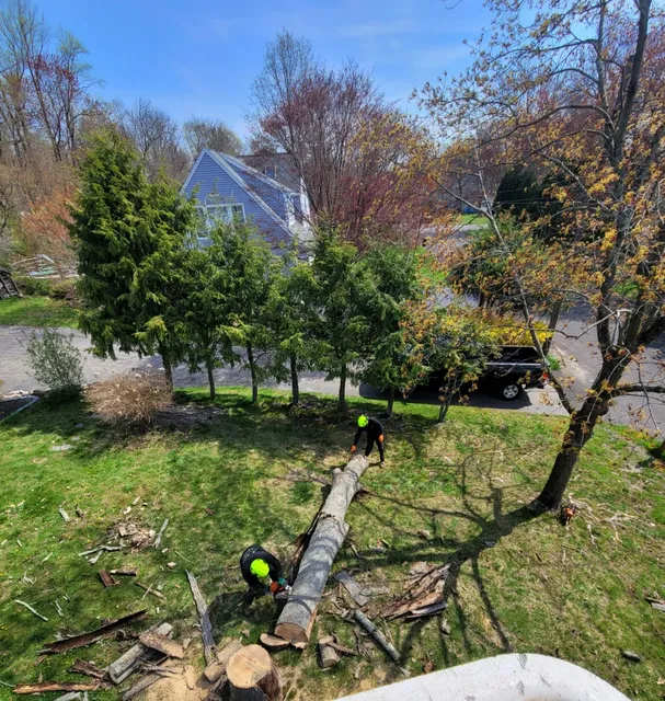 JNP Tree Removal LLC work photo