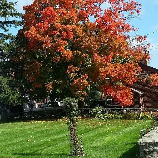 Tree on yard