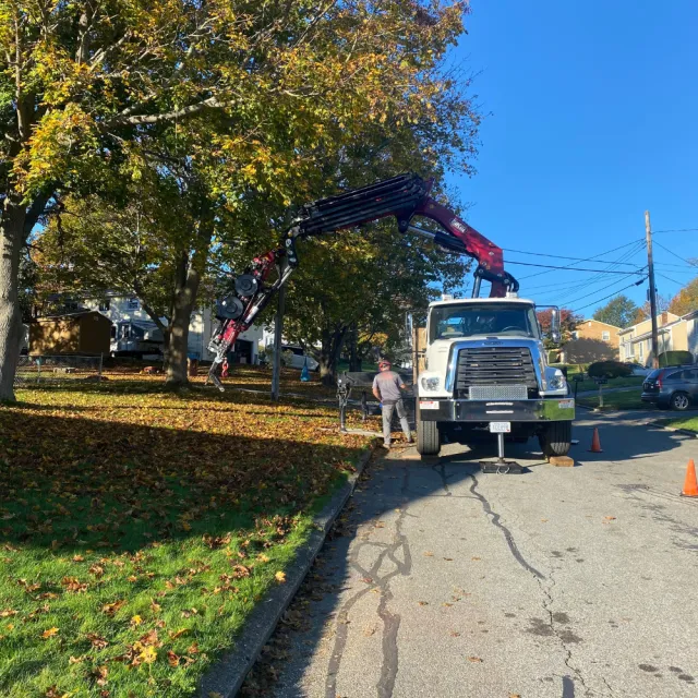 crane trims a tree