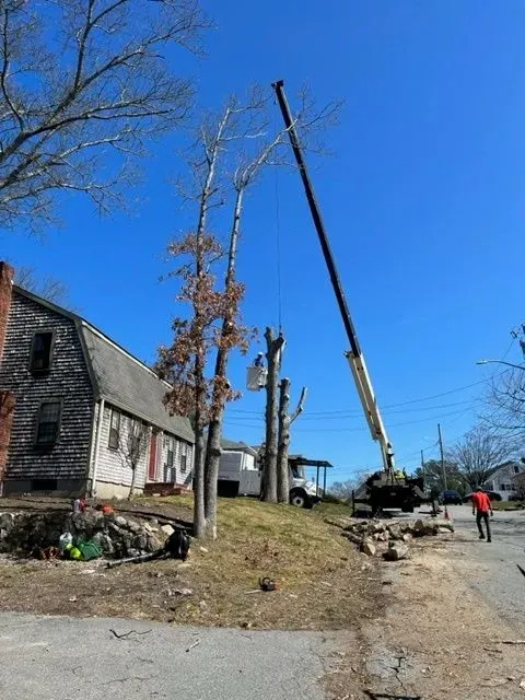 tree trimming service