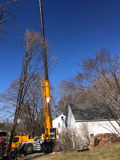 Rustys Tree Service researched project photo
