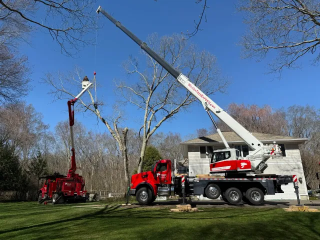 Wilcox Tree Experts work photo