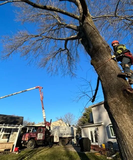 work photo from er-tree-service.com