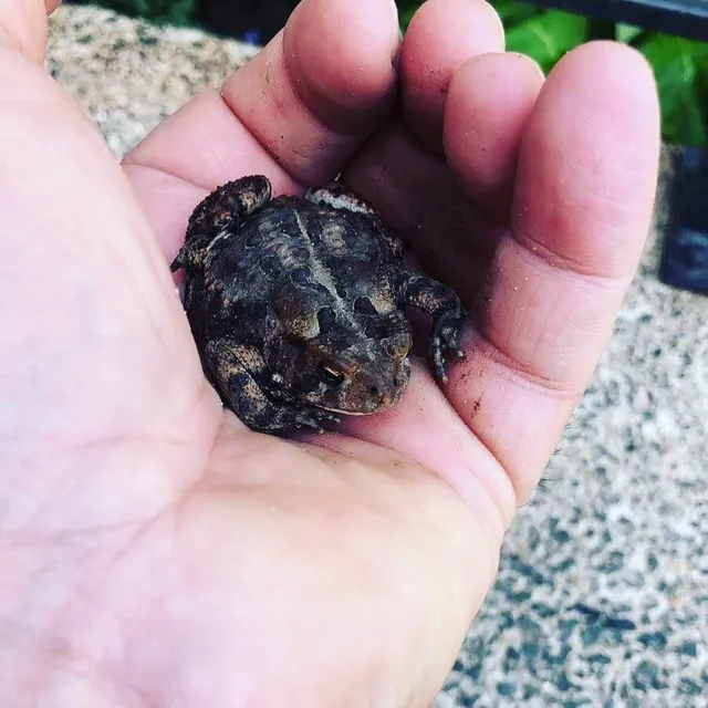 work photo from blackdiamondlandscapes.com