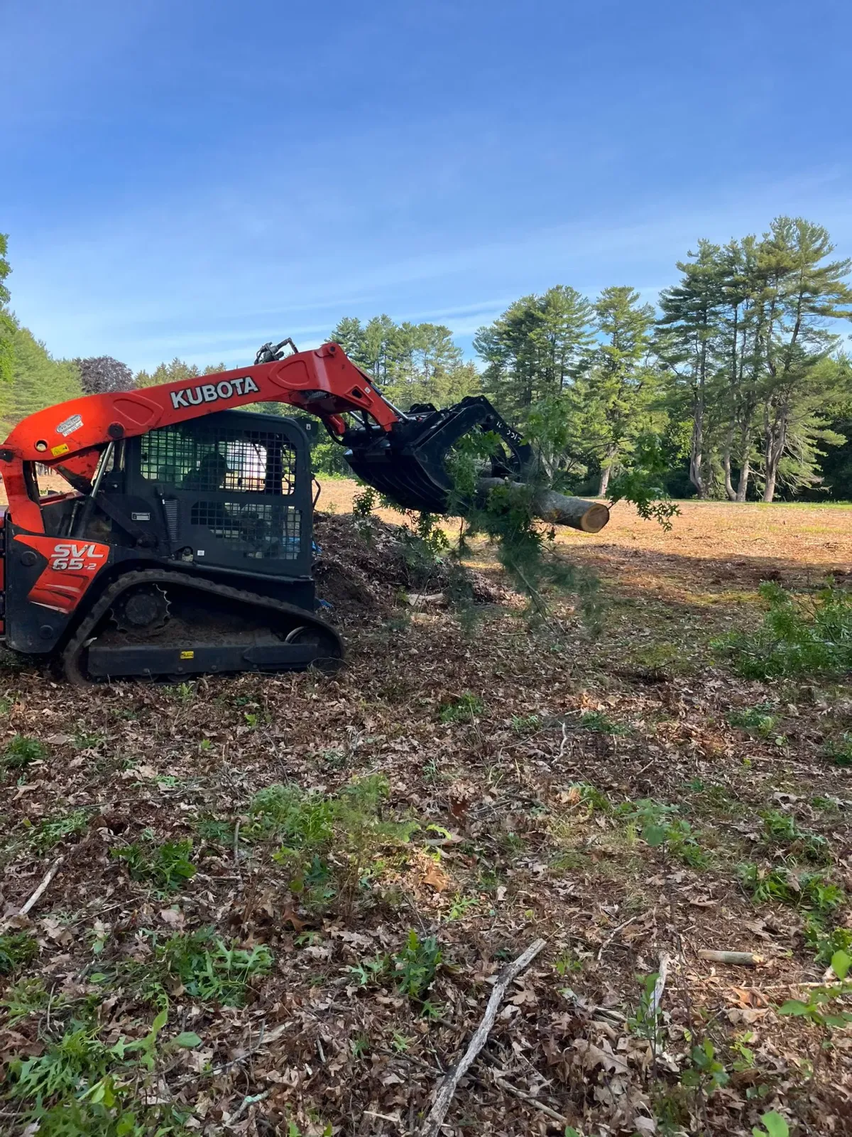 work photo from palmertreeservice.com
