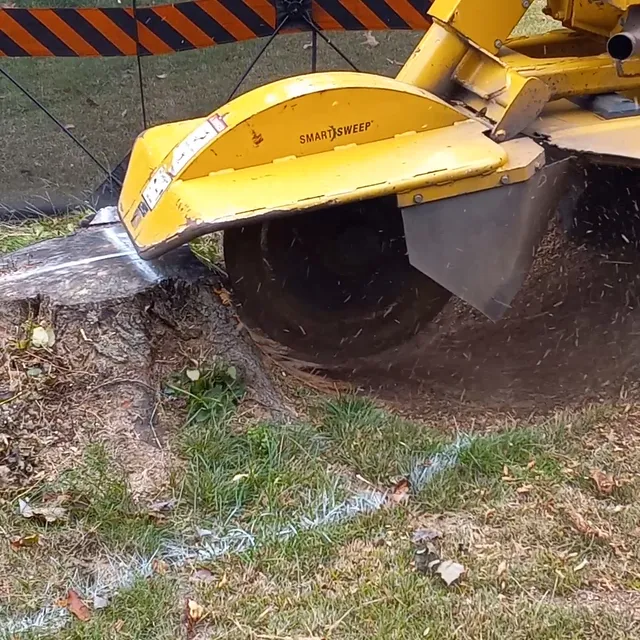 Falcon Stump Grinding LLC work photo