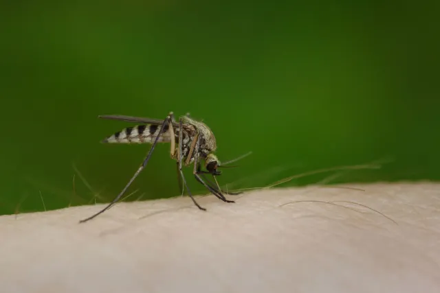 mosquito control
