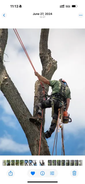 Arborist climbing tree, holding chainsaw. June 22, 2021.