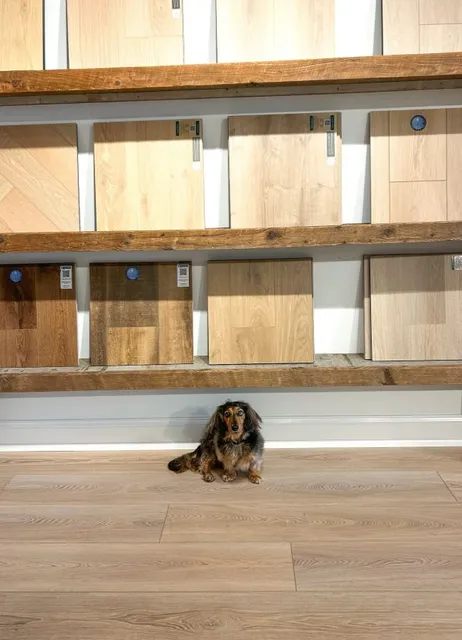 Long-haired dachshund sits on a light wood floor sample in front of a display of carpet and floor installation options. The dog is brown and black with a fluffy tail.