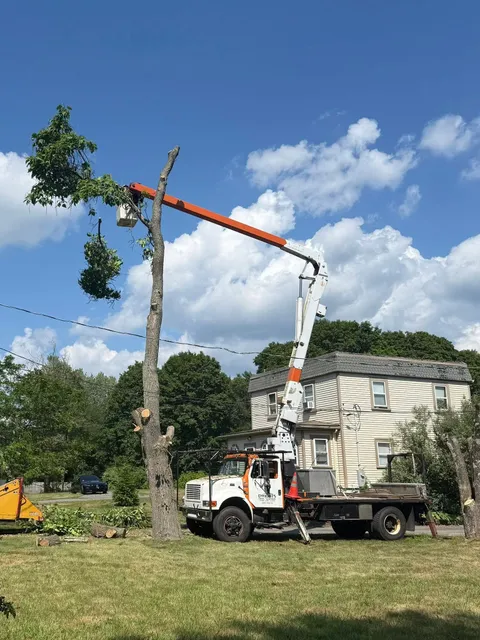 work photo from dwightstreeservicellc.com