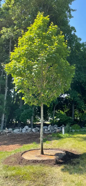 Acorn Tree & Landscaping inc. researched project photo