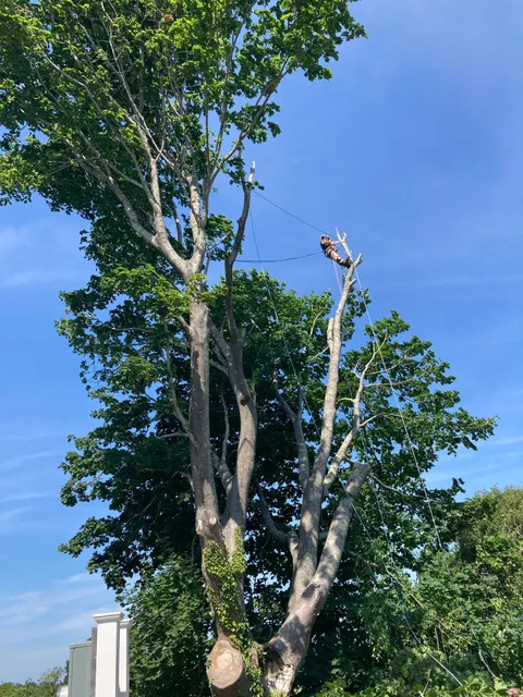 B.A. McGuire Tree & Landscape, LLC work photo