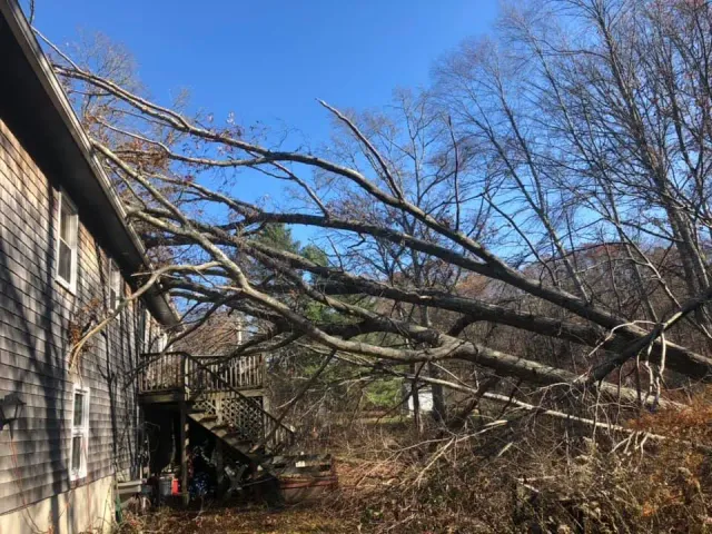 work photo from jdhtreeandlandscaping.com