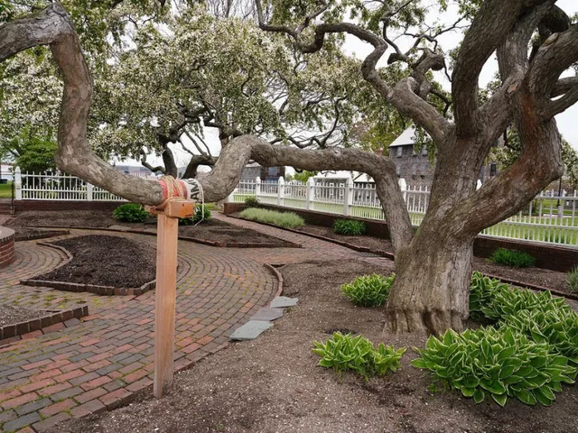 work photo from shadygrovetreecare.com