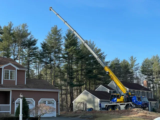 Destito Tree Services work photo