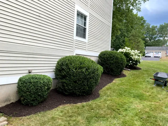 Enhance your outdoor space with our expert shrub trimming service, ensuring healthy growth and beautifully shaped greenery that elevates your home's curb appeal while maintaining plant health and overall landscape harmony. for Dibs Landscaping LLC in Cheshire, CT