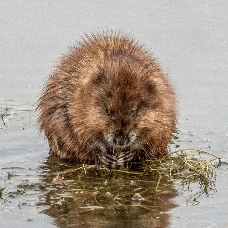 Muskrat feeding in water, fluffed fur.