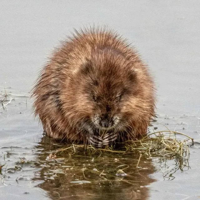 Muskrat feeding in water, fluffed fur.