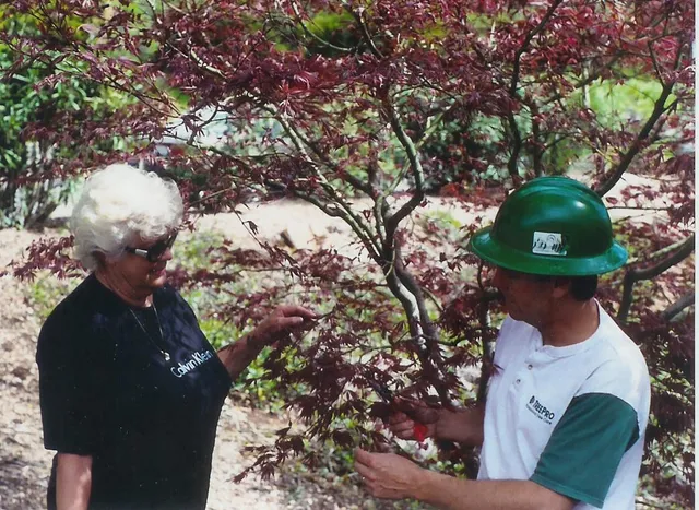 A small red maple tree being trimmed in Stamford