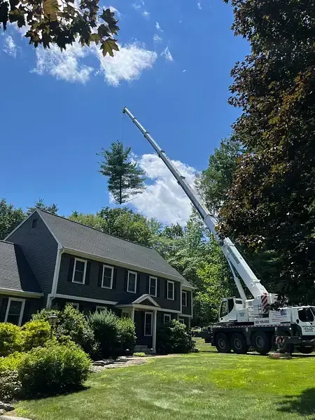 work photo from technicaltreeservice.com