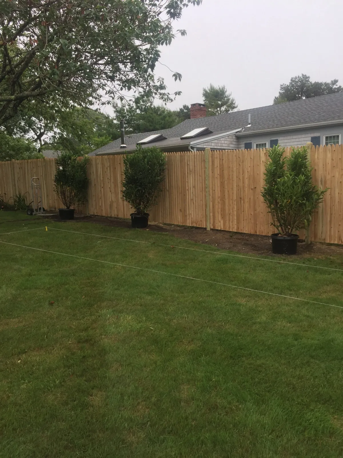 Backyard with freshly planted trees in pots along a wooden fence with grass lawn and nearby house.