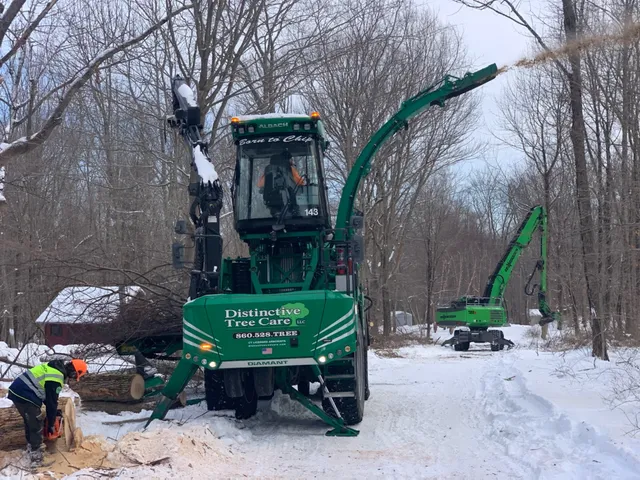 Distinctive Tree Care work photo