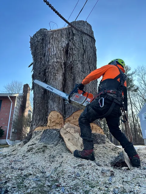 Cabral tree and construction inc work photo