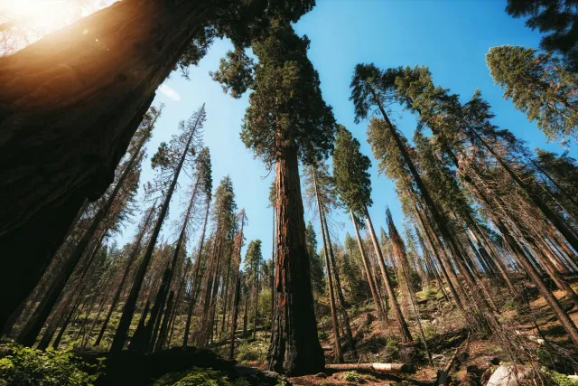 TREE PRUNING AND TRIMMING