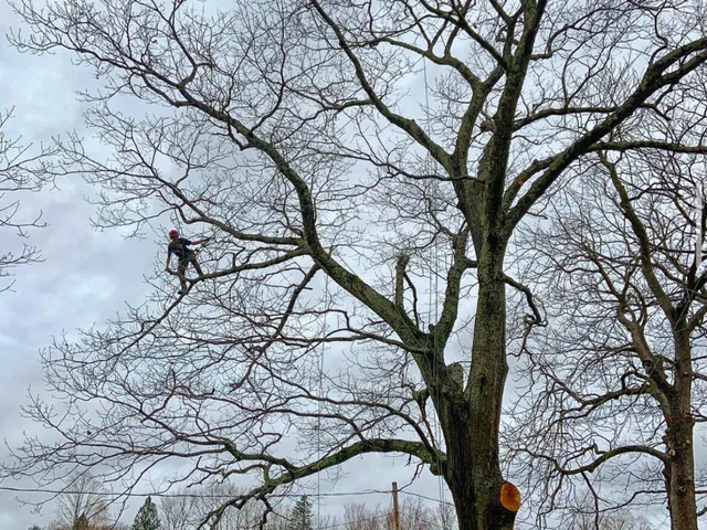 work photo from shadygrovetreecare.com