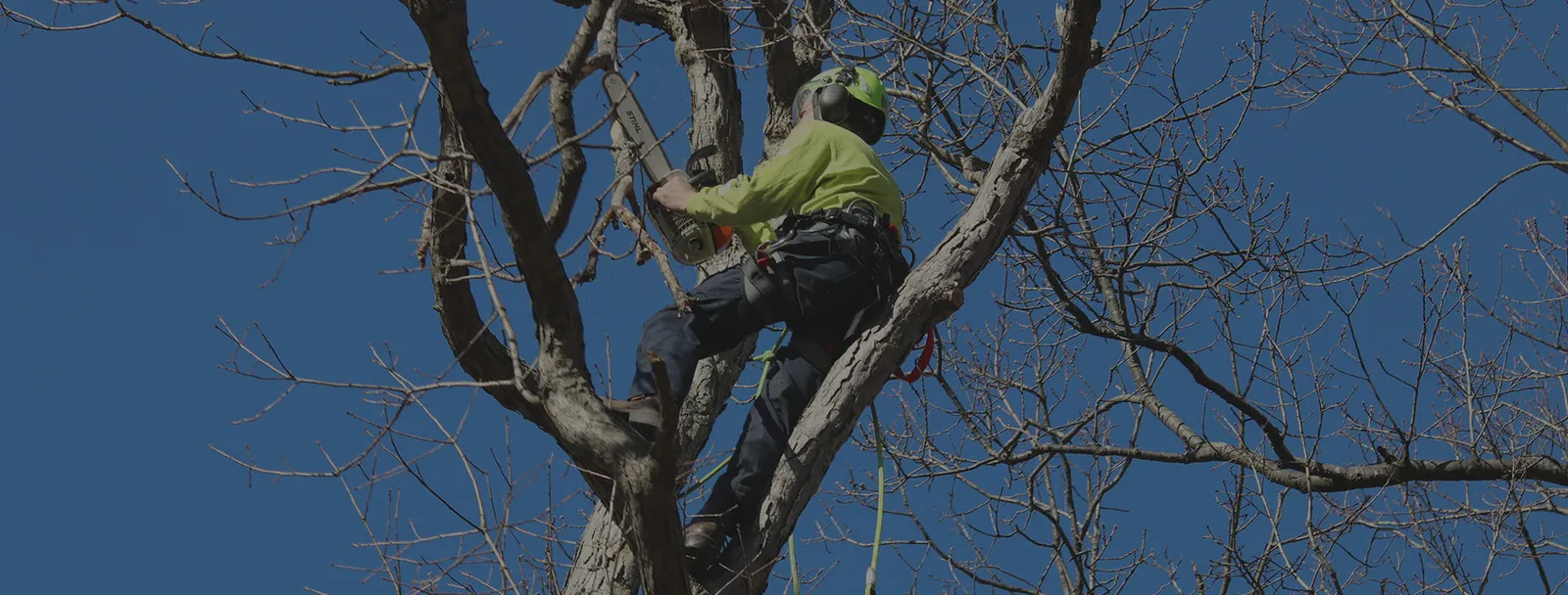 Certified Arborists
who care about your trees