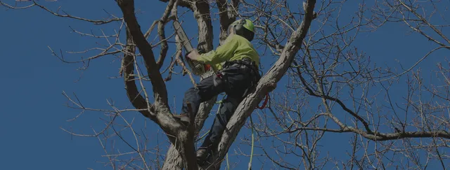 Certified Arborists
who care about your trees