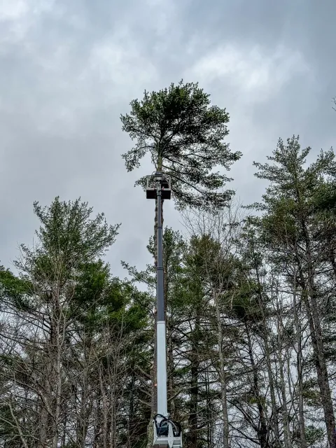 A person in a lift working on a tall tree in a forested area with a cloudy sky. Tree Service Maine, Learned Tree Service