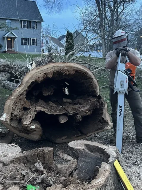A large fallen tree trunk is on the ground with a chain saw operator standing beside it, preparing to cut the wood. There are houses and bare trees in the background.