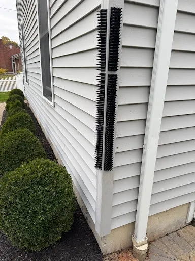 Critter Control of Greater Boston work photo