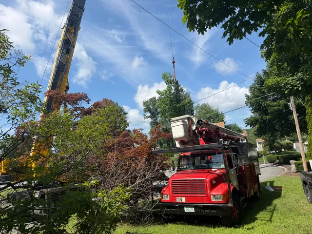 Pristine Tree LLC work photo