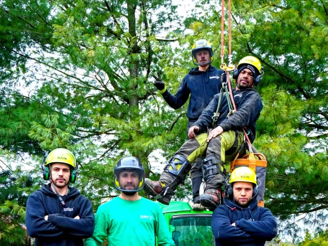 work photo from brotherstreeremoval.com
