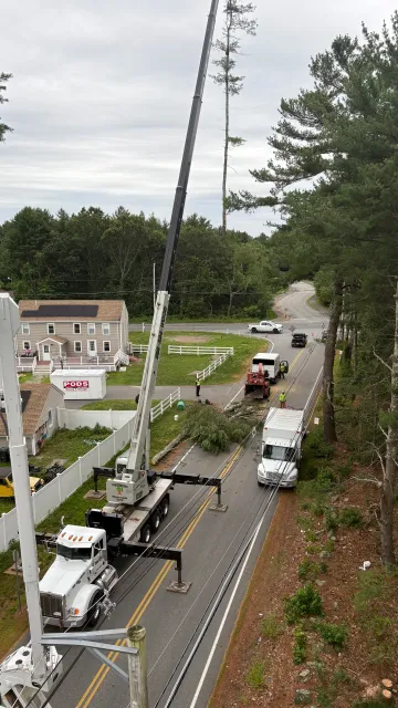 Utility crew using a crane to remove a tall tree fallen onto power lines on a residential street.