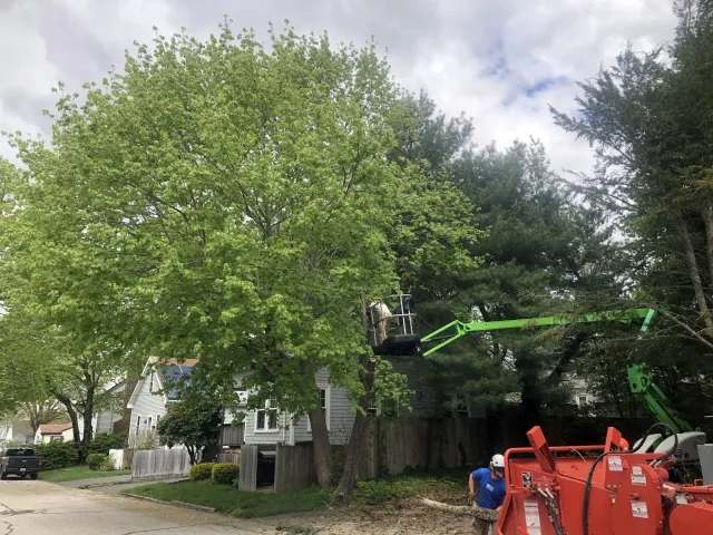 Tree Trimming