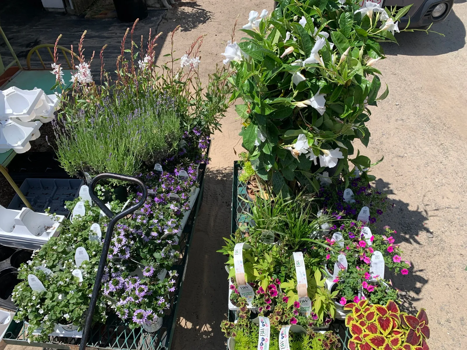 Various potted flowering plants with white, purple, pink, and yellow flowers displayed outdoors on a sunny day.
